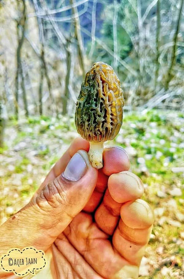 forest mushroom herb kashmiri safron price